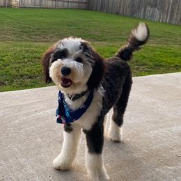 Aussiedoodles, Bernedoodles, Goldendoodles, Irish Doodles, and Sheepadoodles from Little Fur Friends