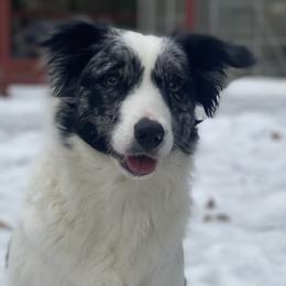 Border Collies from Mulligan Farm Border Collies