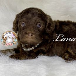 Lana - Phantom Bernedoodle puppy in Whatley, Alabama from Moore's Poodles & Doodles
