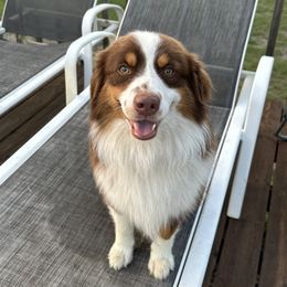 Rhino - Miniature American Shepherd