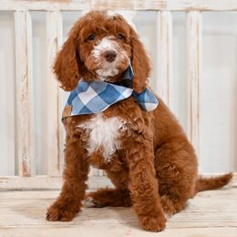 Aussiedoodle, Bernedoodle, Goldendoodle, and Irish Doodle Puppies from Sun Valley Goldendoodles