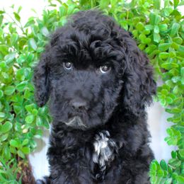Woody - Black male Goldendoodle puppy in Middlesex, North Carolina from Cedar Creek Doodles