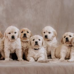 Golden Retrievers from B and K Goldens Llc.