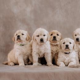 Golden Retrievers from B and K Goldens Llc.