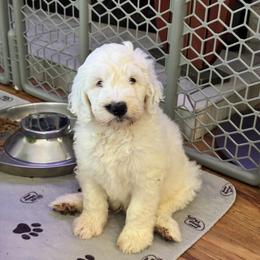 Ian - White male Sheepadoodle puppy in Moreno Valley, California from Rainbow SoCal Doodles