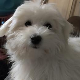 Coton de Tulear puppies from Legacy Pets