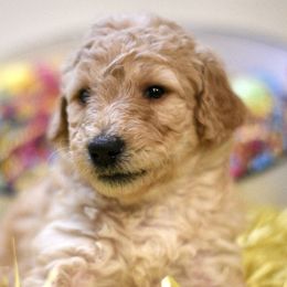 Australian Labradoodle Puppies from Quail Creek Doodles