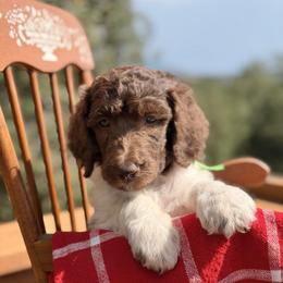 Cortland - Parti male Poodle puppy in Julian, California from Above the Pines Poodles