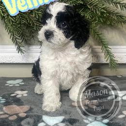 Velma - Black and white female Cockapoo puppy in Anniston, Alabama from Mason Farmhouse Poodles, Doodles & Poos (Breeding & Stud Services)