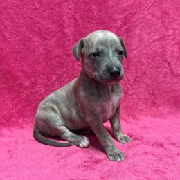 Mesquite - Blue brindle female Whippet puppy in Gentry, Arkansas from Mardel Robeson of Mulberry Hollow Whippets
