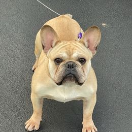 French Bulldogs from The Frenchie Quarters