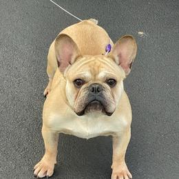 French Bulldogs from The Frenchie Quarters