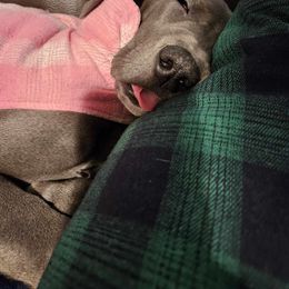 Great Dane Puppies from Phoenix Family Danes