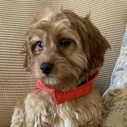 Cavapoos and Goldendoodles from Countyline Doodles LLC