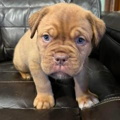 Dogues de Bordeaux from Le Chien Rouge