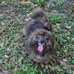 Erin's Maple Sweet - Brindle female Pomeranian puppy in Plant City, Florida from Pepper's Pomeranians