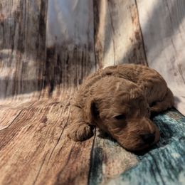 Bailey - Apricot male Poodle puppy in New Berlin, New York from Morningstar Poodles