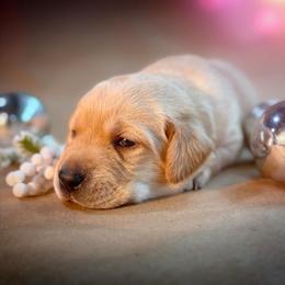 Filson - Yellow male Labrador Retriever puppy in Isle, Minnesota from Dog Ear Outfitters