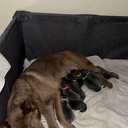 German Shepherd Puppies from Legacy K9’s