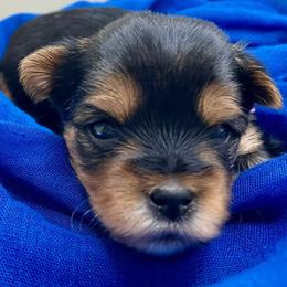 Harmony - Black and tan female Yorkshire Terrier puppy in Galesburg, Illinois from Sunny Sky Yorkies