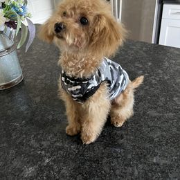 Milo - Poodle