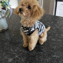 Milo - Poodle