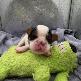 Darling - Black white and tan female English Toy Spaniel puppy in Pennsylvania from Enchanting Charlies