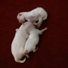 Boy 1 - White male Bichon Frise puppy in Four Oaks, North Carolina from .Havenkennels.Net