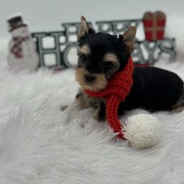 Kash - Black and tan male Yorkshire Terrier puppy in Benton, Illinois from Furry Tailz Yorkies