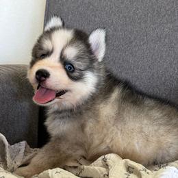 Kal - Gray and white male Pomsky puppy in Mesa, Arizona from Platinum Pomskies