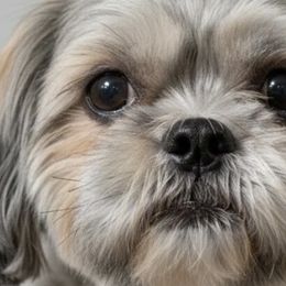 Jasmine - Shih Tzu