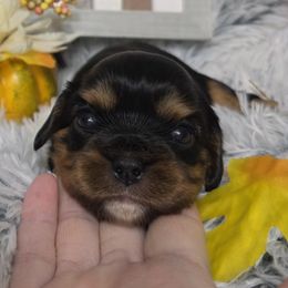 Tinsel - Black and tan female Cavalier King Charles Spaniel puppy in Stilwell, Oklahoma from Love Bug Cavaliers
