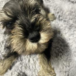 Chuck -Black ( 7. Tiny salt and pepper male) - Salt and pepper male Miniature Schnauzer puppy in Ravensdale, Washington from Serenity Schnauzers