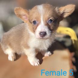 Female 5 - Blue female Pembroke Welsh Corgi puppy in Unicoi, Tennessee from East Tennessee Clark Corgis