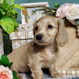 Wren - Cream female Dachshund puppy in Thomaston, Georgia from UGG Ranch