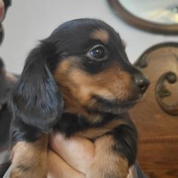 PETE - Black and tan male Dachshund puppy in Fort Worth, Texas from Chadwick Farms Mini Dachshunds