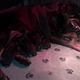 Boy 3 - Black and mahogany male Rottweiler puppy in De Witt, Iowa from Irish Eyes Kennels