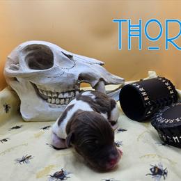 Thor - White, chocolate and tan male Rat Terrier puppy in Lynn, Alabama from Cryptic Rat Terriers