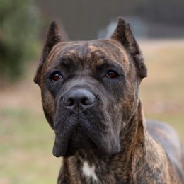 Lyric  - Cane Corso