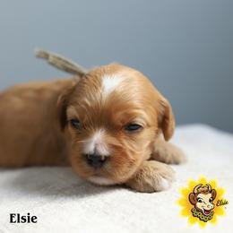 Elsie - Red female Cockapoo puppy in Canastota, New York from Silver City Cockapoos