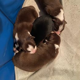 Red Bi - Red & white male Australian Shepherd puppy in Ennis, Montana from D4R Australian Shepherds