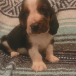 Hank - Black brown and white male Basset Hound puppy in Dixon, Missouri from Kickapoo Bassets