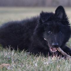 Belgian Sheepdog Puppies from Renee's Belgian Sheepdogs