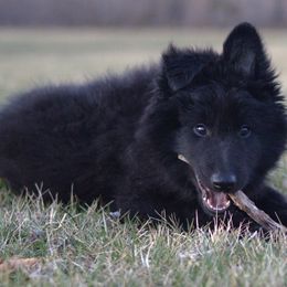 Belgian Sheepdog Puppies from Renee's Belgian Sheepdogs