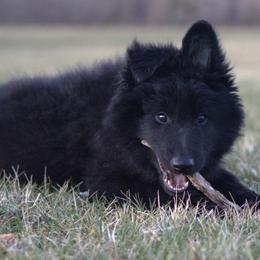 Belgian Sheepdog Puppies from Renee's Belgian Sheepdogs