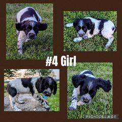Girl 4 - Black and white female French Brittany puppy in Reedsburg, Wisconsin from Winterdream Kennel