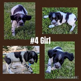 Girl 4 - Black and white female French Brittany puppy in Reedsburg, Wisconsin from Winterdream Kennel