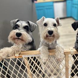 Maizie Lacey - Miniature Schnauzer