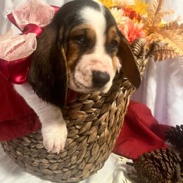 Wendy - Black brown and white female Basset Hound puppy in Willow Spring, North Carolina from Blackberry Creek Basset Hounds