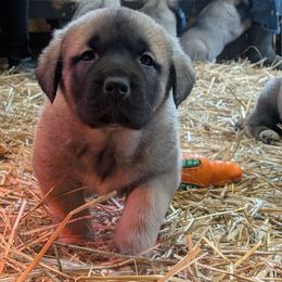 Vito - Gray fawn male Anatolian Shepherd Dog puppy in Jackson, New Jersey from Homestead Heaney